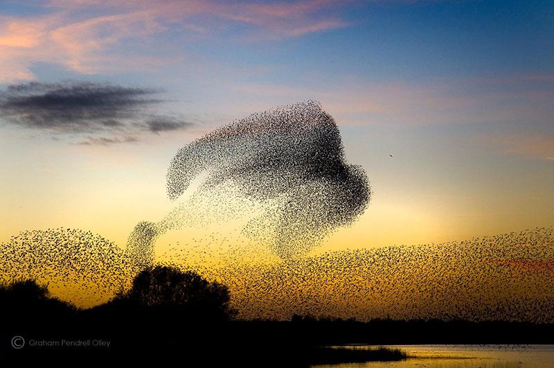 Starling Murmuration - Graham Olley Photography