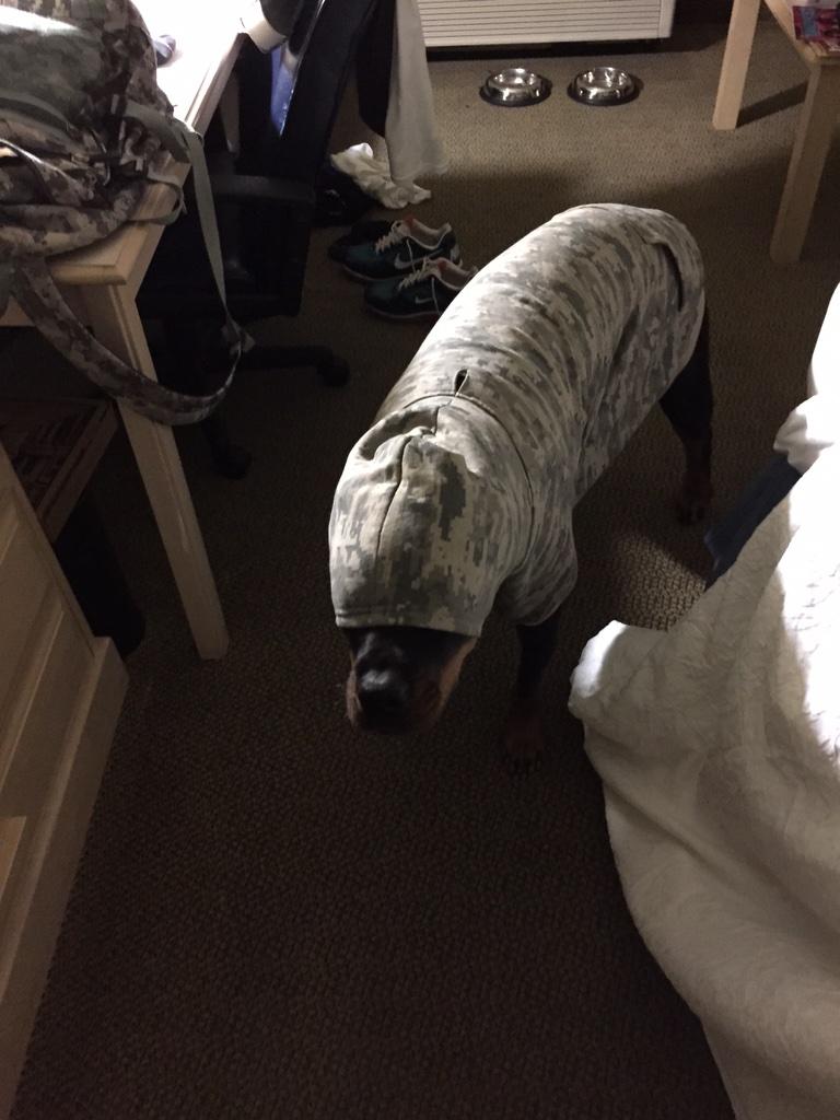 bellaservicedog's tweet image. #reallydad @Kitty2mic @JaceyBirch @rottweiler_pics @k9sforwarriors @pbpost @heatherbelle75