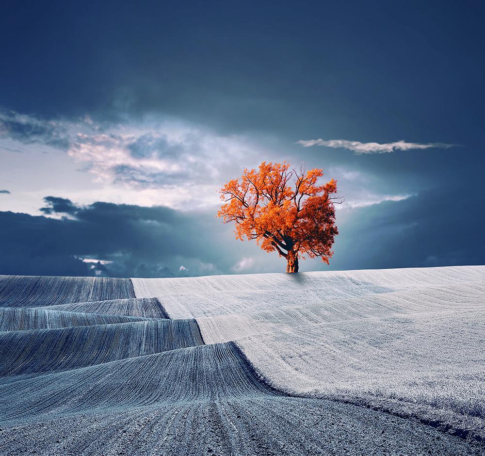 Last Tree..... by Caras Ionut