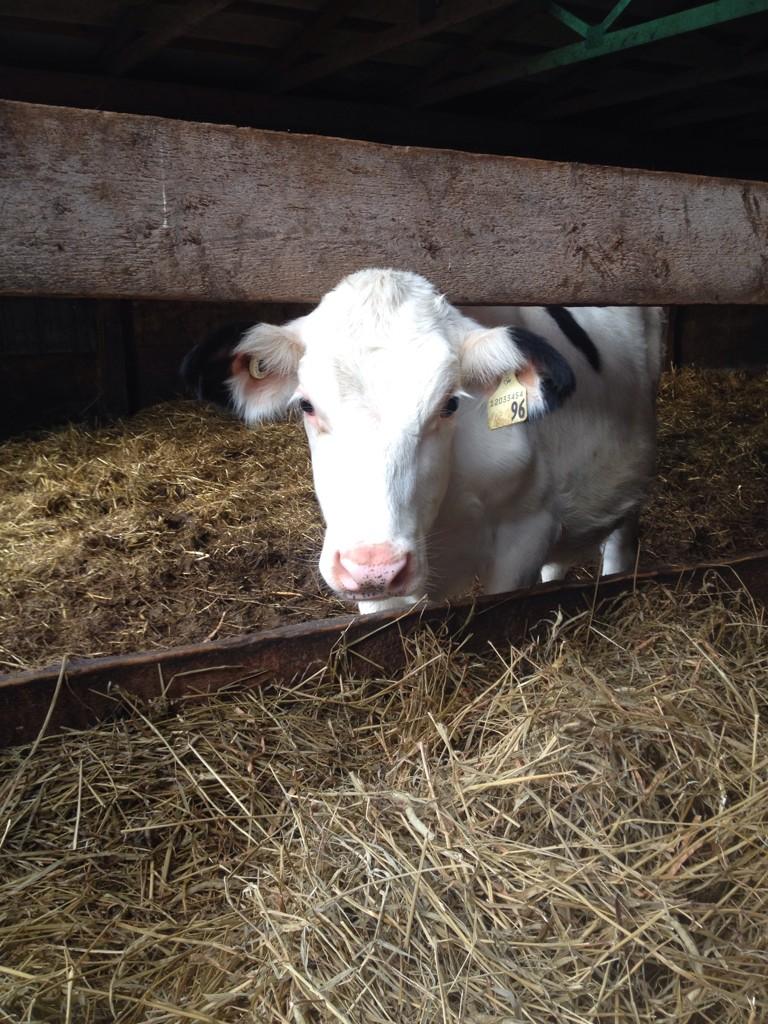 You might remember our miracle calf Lucky from the summer, she's doing great and has moved up to the heifer barn!