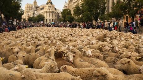 CBCNews's tweet image. Shepherds guide 2,000 sheep through downtown Madrid in protest ift.tt/1zZWDO9