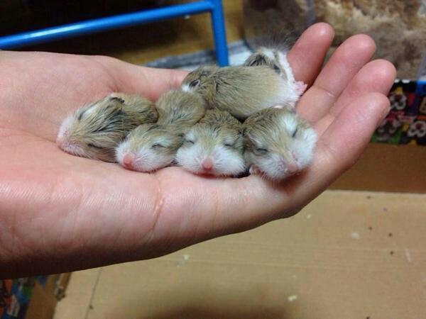 電池bot tweet media