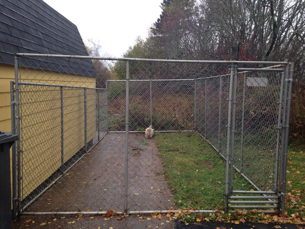 newperthanimal's tweet photo. We have a new dog run for patients to use! http://t.co/BoGGT6lK9d