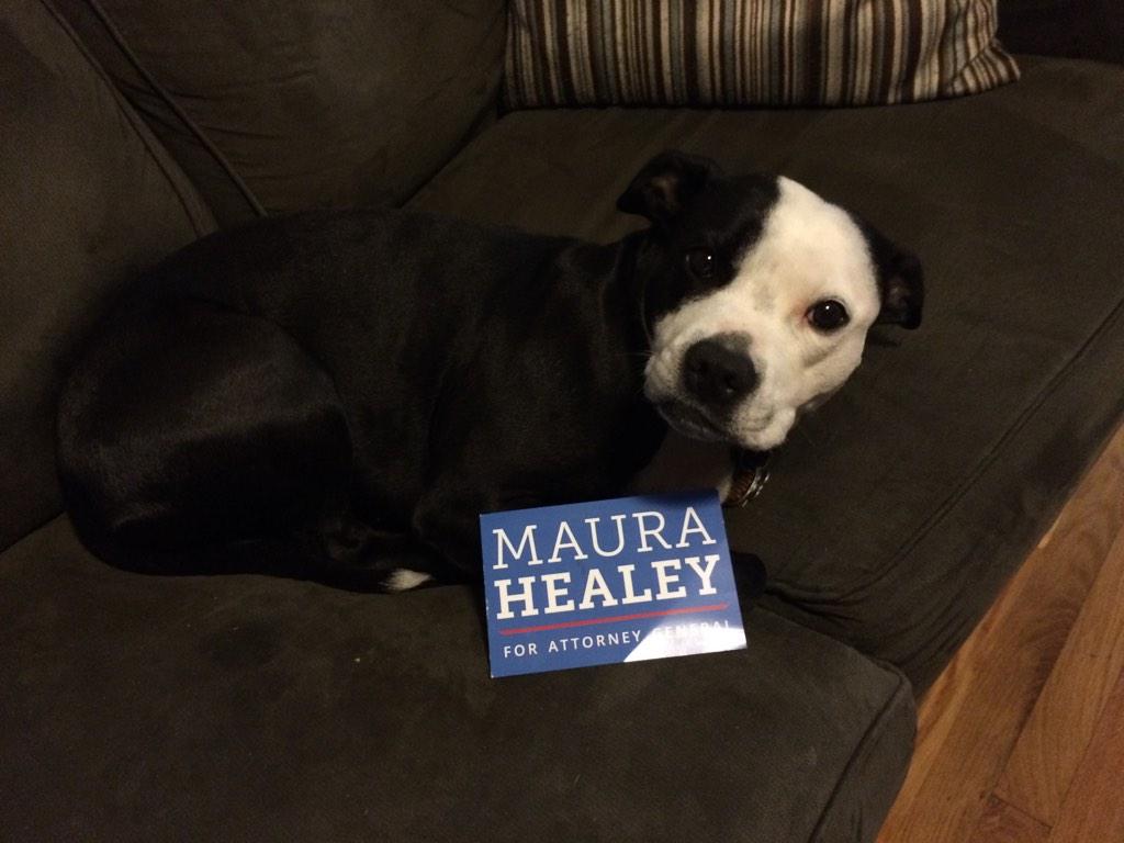 SethAMcCoy's tweet photo. Mellie is counting down the hours until Tuesday. #dogs4Maura #mapoli http://t.co/Et4IfkCaP2