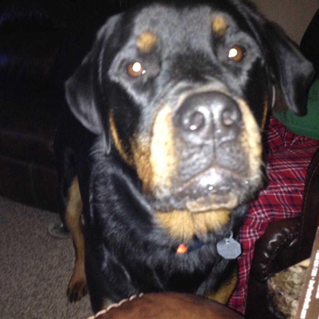 StirFro's tweet photo. Ruff ruff http://t.co/Te7WM8bR76