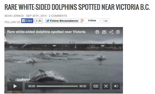 CapitalGang's tweet photo. BC's Capital City, Victoria sees return of rare dolphin #yyj #yyjproud http://t.co/uKjnth0pqG