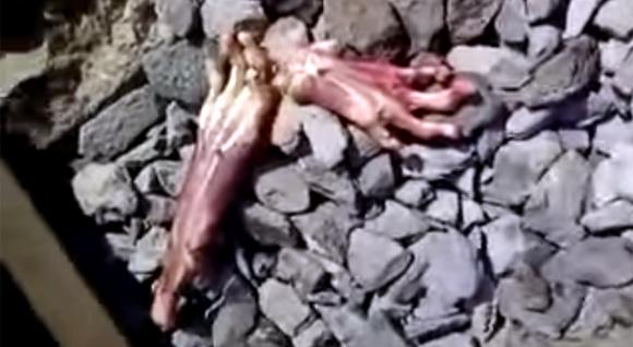 カラパイア これが伝説のuma ナワル メキシコの線路に落ちていた謎生物の手と胴体 閲覧注意 カラパイア Scoopnest