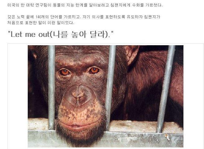 classov's tweet photo. 미국의 한 연구팀이 침팬지에게 수화를 가르쳤다고 한다. 침팬지가 수화로 연구팀에 건낸 최초의 말은..."나를 놓아 달라"였답니다. ㅠㅠ http://t.co/0pcdqsO5vy
