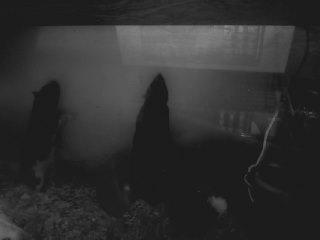 TexasBabe23's tweet photo. all of the rats http://t.co/C6SgSFnD0I