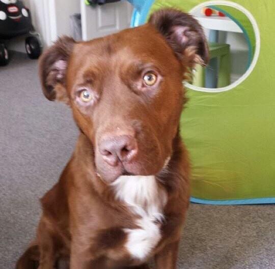 katelawler's tweet photo. Found in #Brooklands #Manchester scared and alone. Please RT &amp; help reunite him with his family #lostdog http://t.co/VudCsjt3iQ
