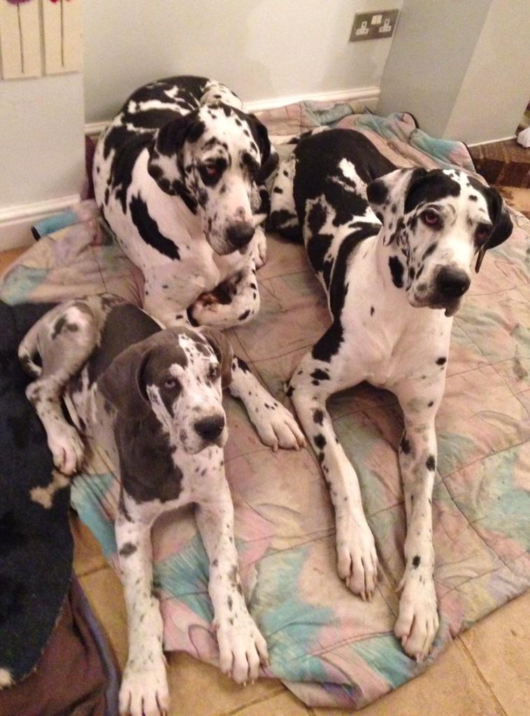 Check out the fun and adventures of three Great Danes!! 
m.youtube.com/channel/UC-agr…