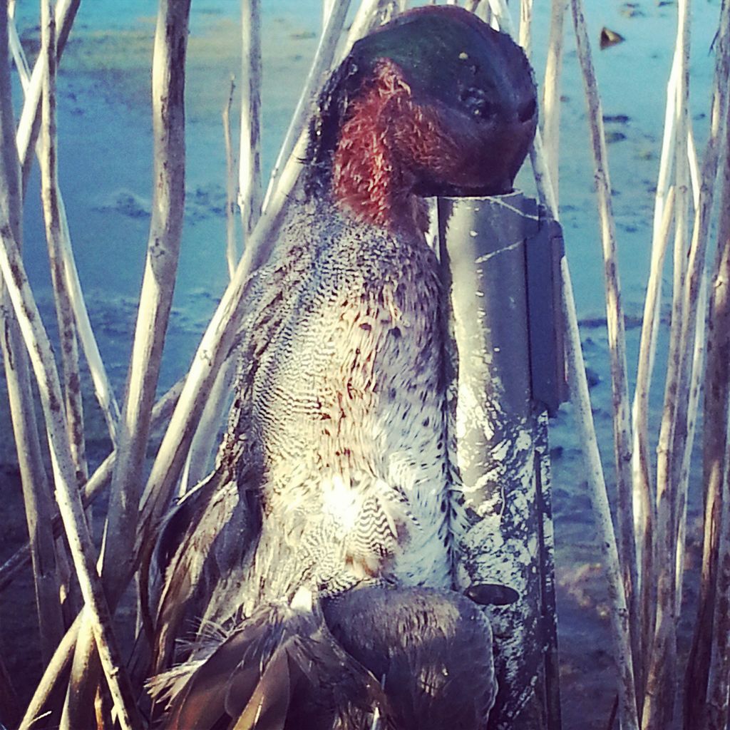 RWATERFOWL's tweet photo. Ducks down!!  I repeat ducks down!!! LOCKED-UP WATERFOWL rolling out another great day http://t.co/8yAuapfzce