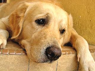 LondonDogForum's tweet photo. All you need to know about the health of your old dog
http://t.co/IZSzgs57Ha http://t.co/tiG4NjqNld