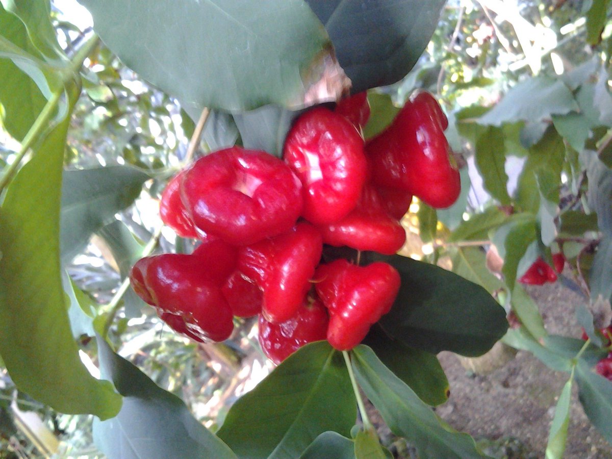 萬衛門 ミズレンブ 水蓮霧 は フトモモ科フトモモ属の熱帯性常緑高木 光沢のある赤い実はたいへん甘くて生食する フトモモ属と聞くと脚フェチの僕はゾクッとする 名前がミズレンブではなくアギレラだったら太腿属属するなぁ 生食ok Http T Co