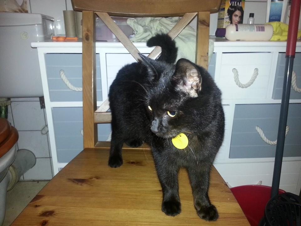 #lostcatsouthend black male cat found near Bournemouth Pk School Southend. Please r/t! <a href="/BLASouthend/">BigLocalApp Southend</a>