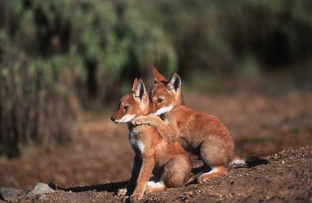 Around 500 Ethiopian wolves remain. They live in packs of around 3-13 but hunt alone, primarily eating rodents.