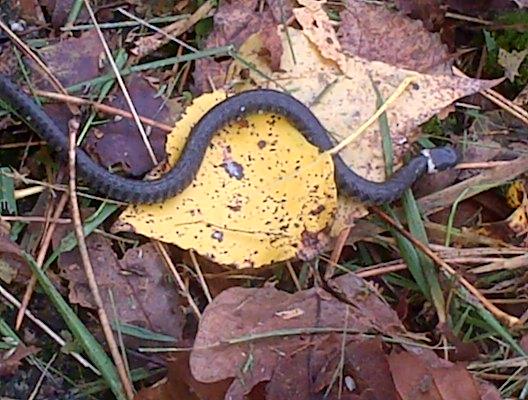 Peignot Roland (@guerigny) on Twitter photo 