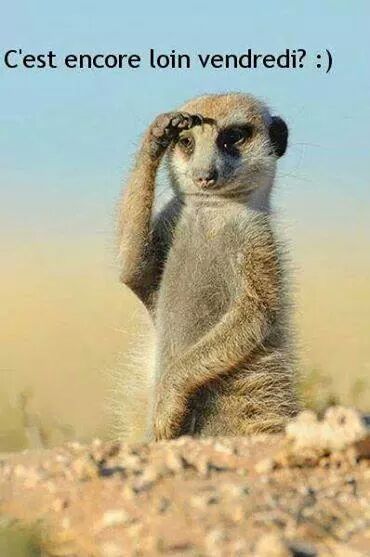 Peignot Roland tweet media