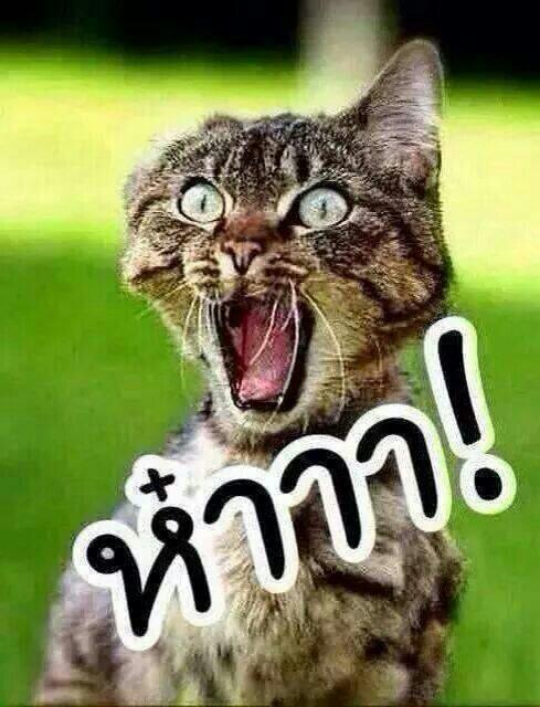 Peignot Roland tweet media