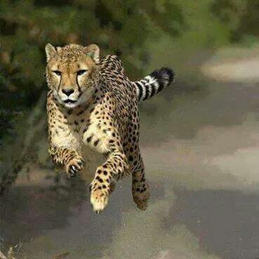 Peignot Roland tweet media