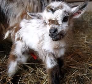 goat_slut's tweet photo. Yesterday's and todays #goatsoftheday #goat #goatnation #follow #followthegoat #goatselfiecentral #RETWEEET #favorite http://t.co/jtpOPtUyDc