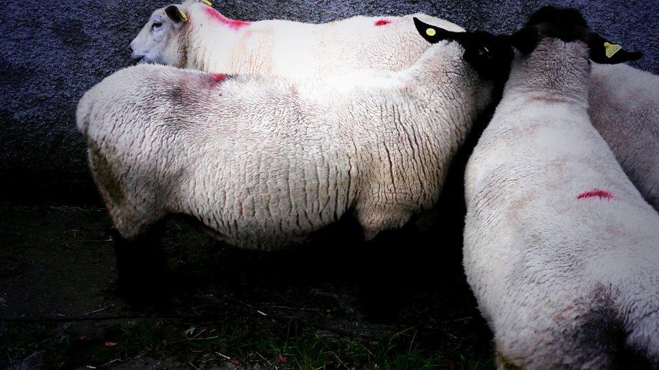 Ox_Rachel_xOx's tweet image. I think this girl will be needing a wide load sign..she's carrying twins but not due for another 2 months!!