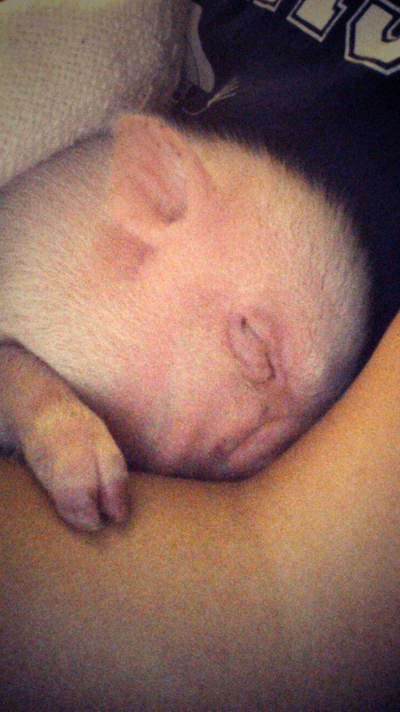 kelsey_daniel05's tweet image. BENTLEY💖🐖 
#SnuggleSession