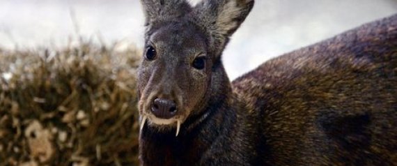 ProffPaul1's tweet photo. The endangered fanged (males) #Kashmirmuskdeer was spotted in Afghanistan by scientists for the first time since 1948 http://t.co/xVMbvqh3wX