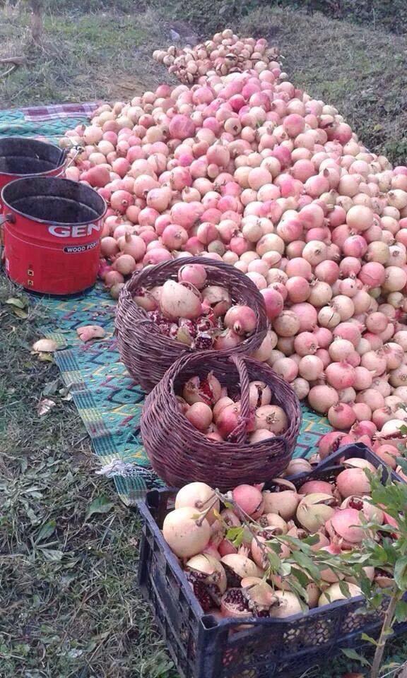 KayitCemal's tweet photo. Siirt'in Zivzik Narı!
Kalp sağlığını korur,kanser hücrelerinin gelişimini engeller,bağışıklık sistemini güçlendirir. http://t.co/JQX4Xptf9r"
