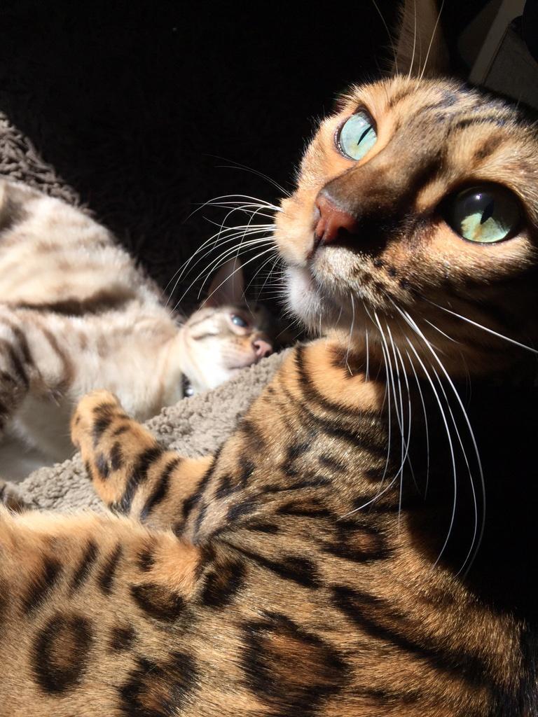 orisanna's tweet photo. Olive and Tiberius sunning : ) Sometimes I wish I were a kitty! #cats #bengals http://t.co/ebWsAWsAnP