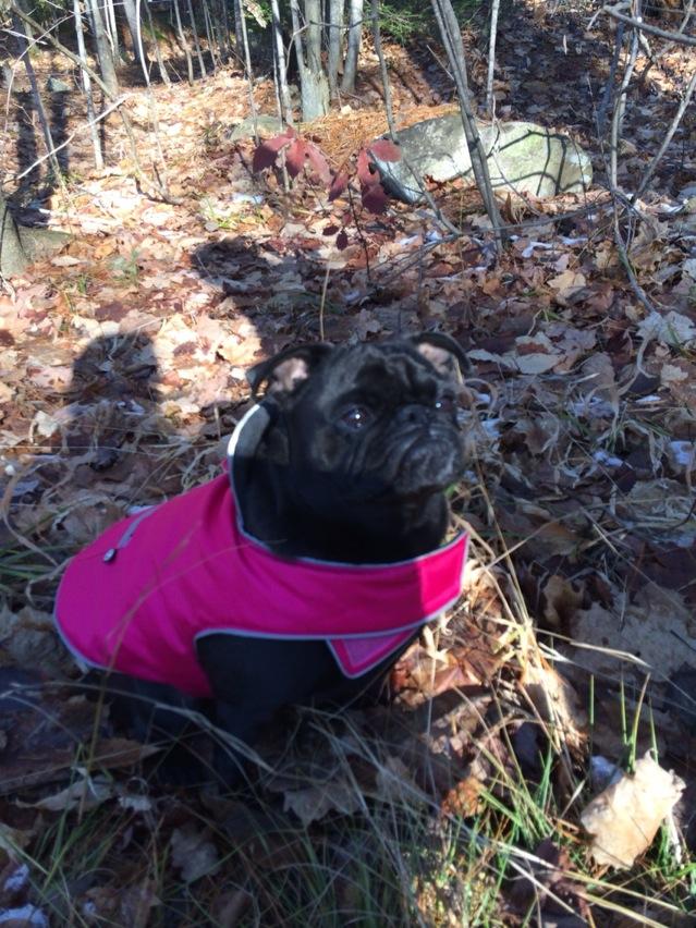 rainstuff's tweet image. Frontier Pug! Trailblazer of the Wild and Pioneer of Woodland Adventure.