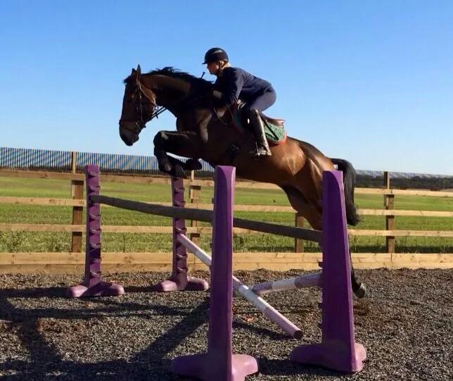 Ars Vivendi 5 year old 16.2hh for sale