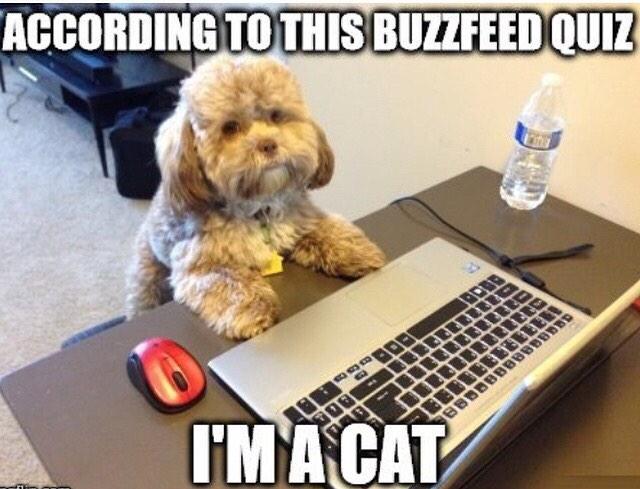 MeowFacts's tweet photo. Cats > Dogs http://t.co/9jQz2r7ThJ