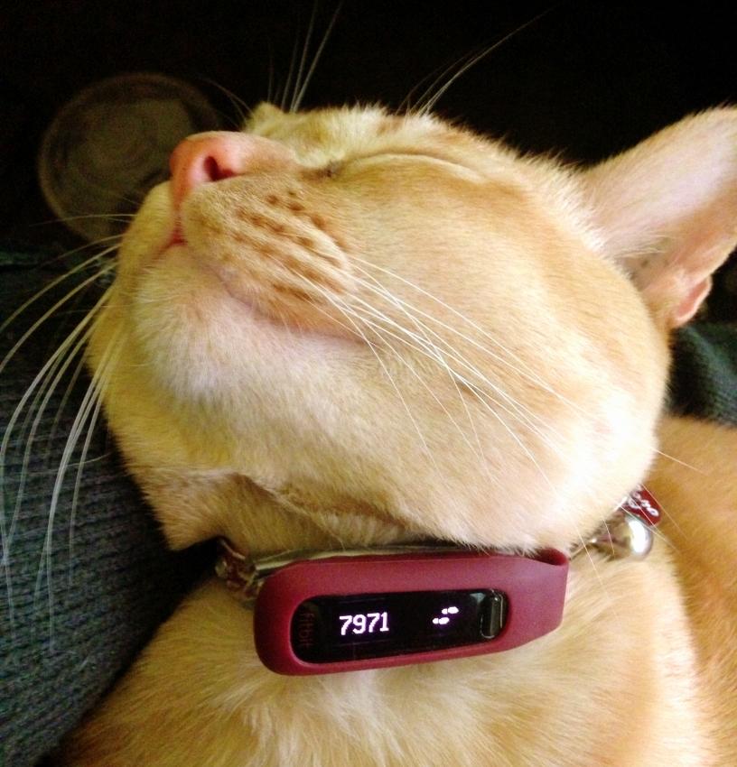 girlonetrack's tweet photo. CAT STATS. <3 RT @zzaps_cat: A blog post on wearing a Fitbit for a year as a cat.

http://t.co/OFy3uYD1qt http://t.co/njwe0lSNas