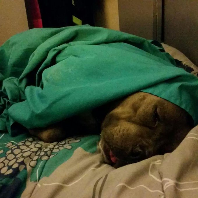 Remember...if you are cold...your furry friends are as well! #loveabully #bulldogmama #freyjavansiren<a href="/tag/loveabully"class="tags"><span>#loveabully</span></a><a href="/tag/bulldogmama"class="tags"><span>#bulldogmama</span></a><a href="/tag/freyjavansiren"class="tags"><span>#freyjavansiren</span></a>