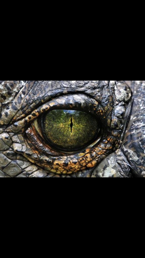 IncrediblePics's tweet photo. Crocodile eye http://t.co/xnv8kjF9Nb