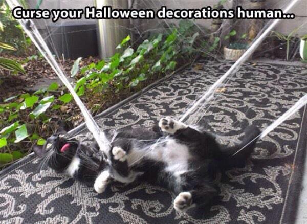 MeowFacts's tweet photo. http://t.co/GpnG8c9tKD