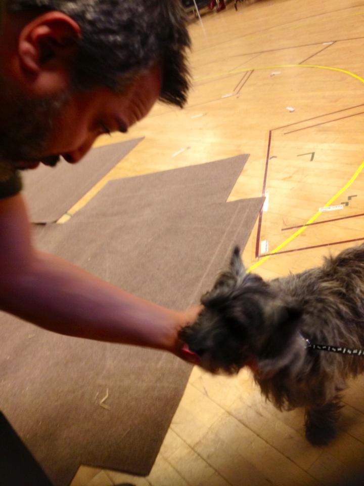 AndrewVarela525's tweet photo. #CalmAssertive RT @DramaticSu: Dog whispering at rehearsal with #HillieTheDog @AndrewVarela525 #SkylightOz http://t.co/x4C4YUn8jF