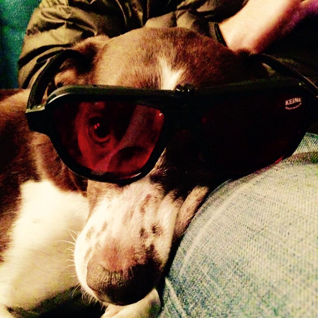 michellejowens's tweet image. Parker's wearing his rose colored glasses and rooting for @RoseCityRollers! #dogsofwftda #talk2wftda