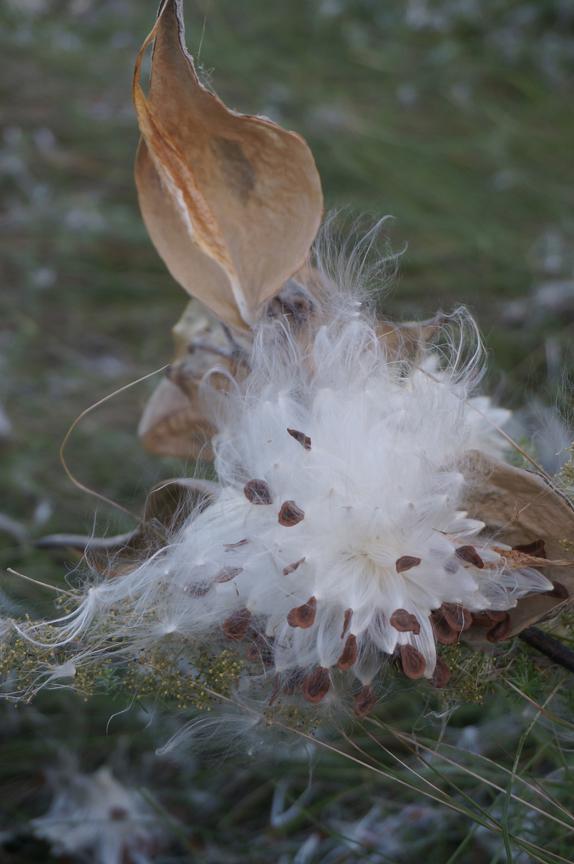 EustonPark's tweet photo. Milkweed seed explosion. #ldnont http://t.co/JCooF1ZvGy