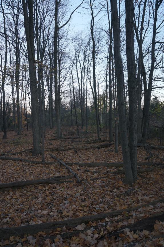 EustonPark's tweet photo. The old woods at the west end of the park. #ldnont #euston http://t.co/vVqxdJR8hZ