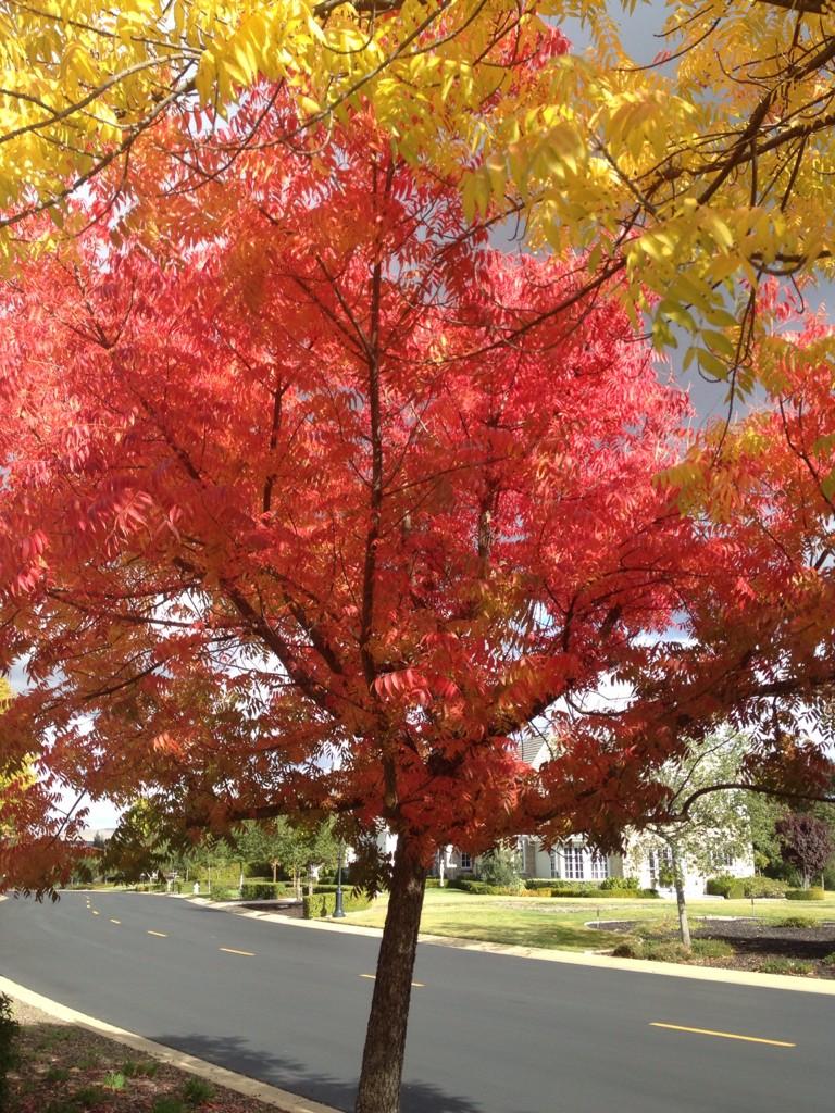 BernardJTyson's tweet photo. Fall #beautifulmoment http://t.co/Ld5mLJXaKd