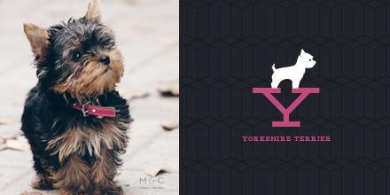 mapleandcotton's tweet photo. Y is for #Yorkie!! We've added a new little member to our shop: http://t.co/NCVAs8IKav #yorkshireterrier http://t.co/QUnOAs9Iu3