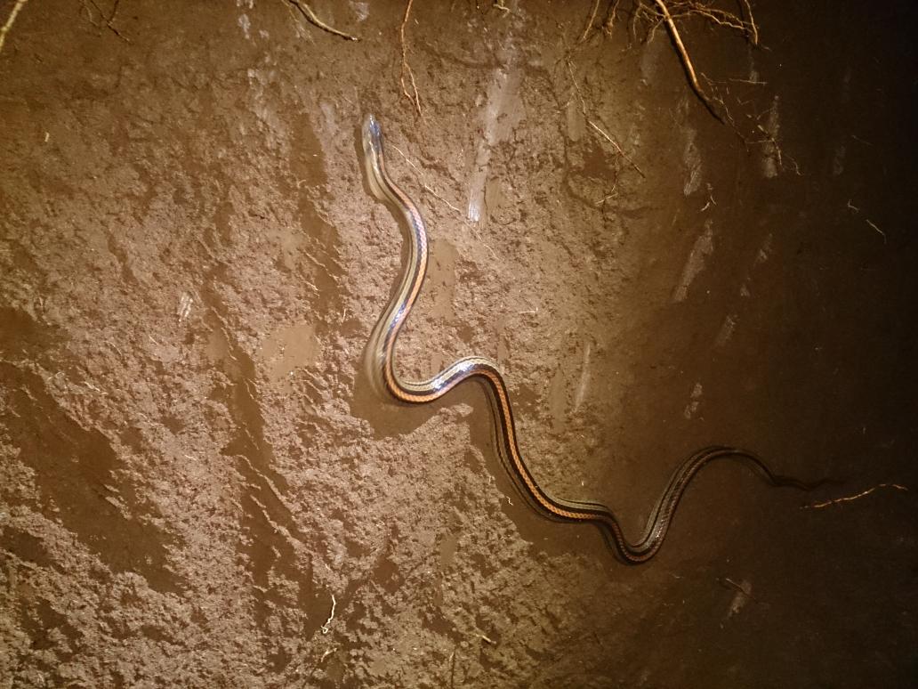 Men xotinimni dildo bilan orgazmga olib keldim.