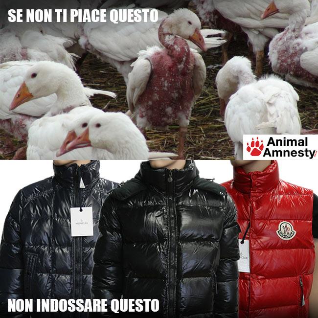 report piumini moncler report piumini moncler