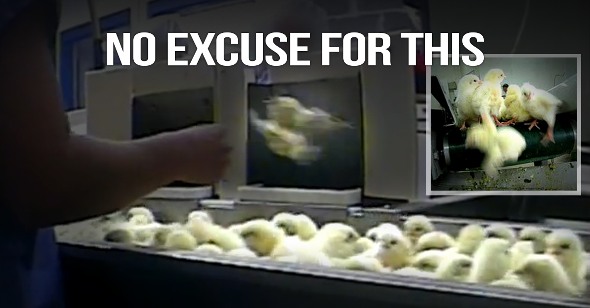 peta's tweet photo. Male chicks are ground up ALIVE just bc they CAN’T LAY EGGS.
 
RT if u know they AREN’T WORTHLESS! #Reasons2GoVegan http://t.co/1AkBVOQZLZ