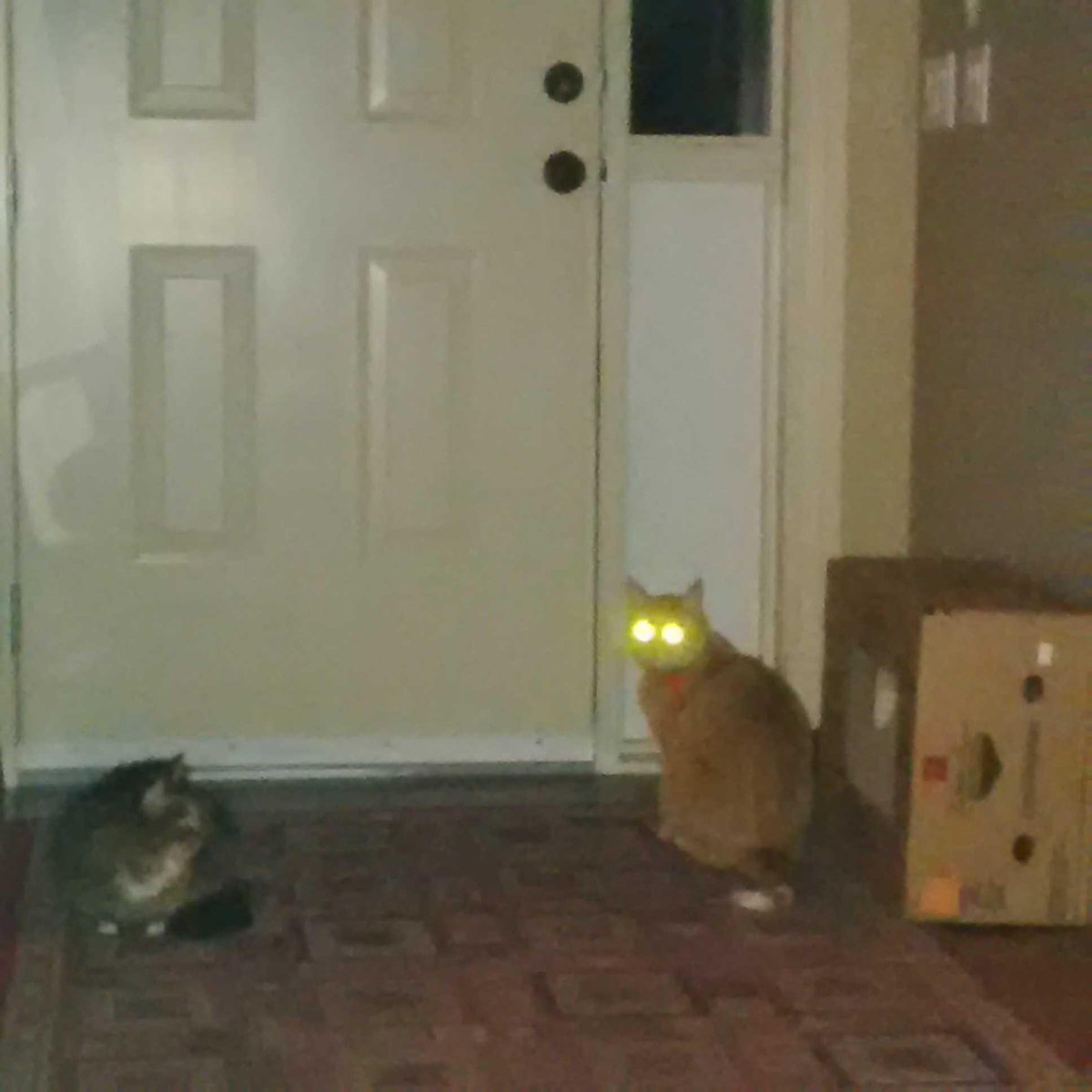I shall now use my laser eyes to melt the door handle- then freedom awaits! Chloe #cat