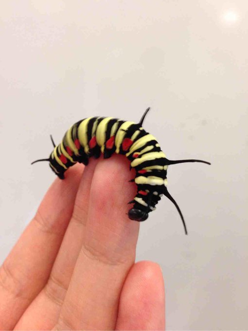 オオゴマダラの幼虫触らせてもらいました 幼虫かわいいすっごくかわいい 昆虫大 むつのイラスト