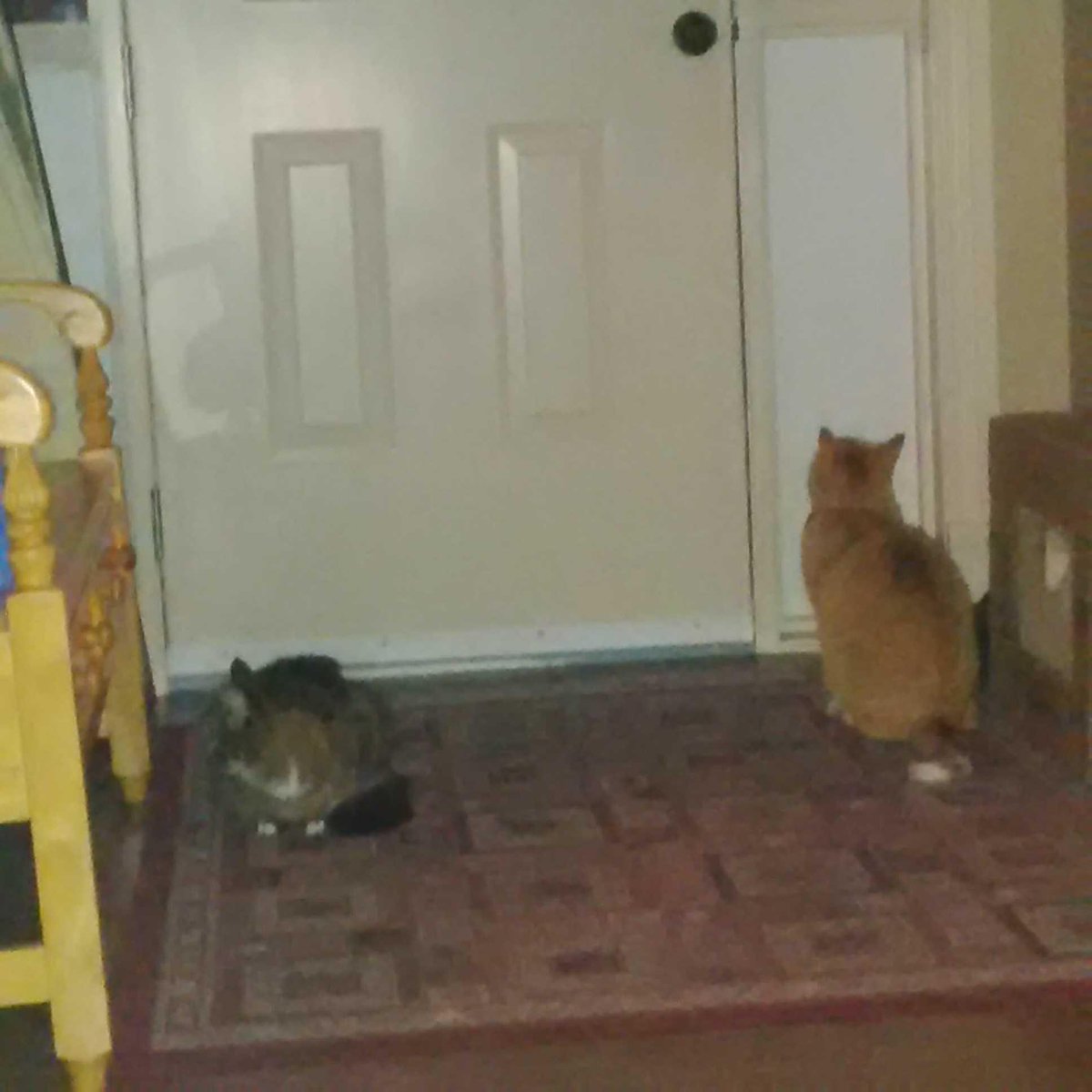 This is going to take awhile...but I shall persevere-I shall melt the door with sheer will &amp; laser vision. Chloe #cat