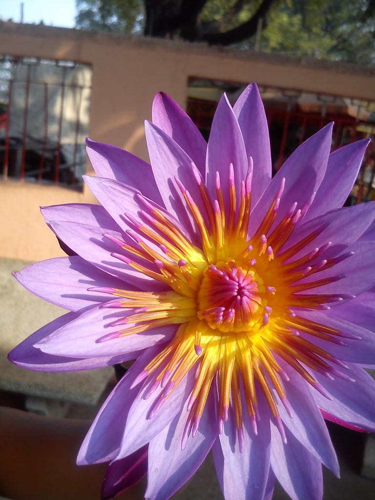 wearenavimumbai's tweet photo. Blast from past, #lotus #originalclick #riyagallery 😊 http://t.co/EtO0UvYD24